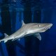 Illustration for article titled The Shark Immunity Factor that Could Save Your Life